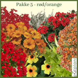 Blomster pakke 5 (rød/orange)
