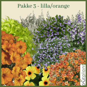 Blomster pakke 3(lilla/orange)